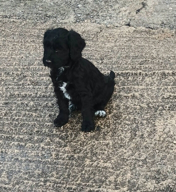 READY NOW F1b SPOODLE GIRLS FROM 5* LICENCED BREEDER
