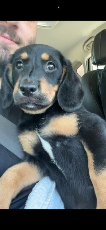 Beautiful female labdoodle cross sprocker
