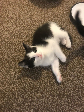 1 girl looking for a loving forever home  easy going wel handled kittens