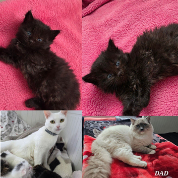 Ragdoll x domestic, 1 Girl available.