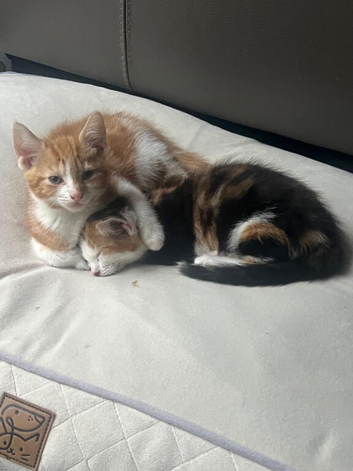 6 kittens forsale