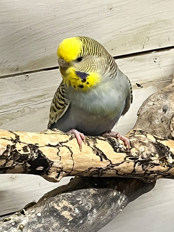Budgies