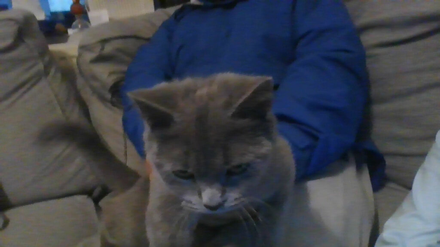 BRITISH SHORTHAIR FOR SALE