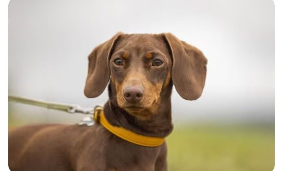 Miniature dachshund boy 4 years old