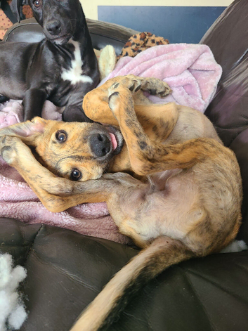 Lurcher puppies for sale