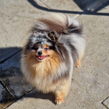 Tiny gorgeous tri colour merle pomeranian female two blue eyes