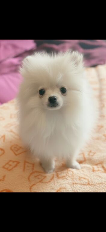 Gorgeous Pomeranian boys