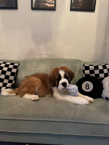 Saint Bernard puppy for sale