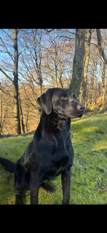 Health tested Ftch line Labrador pups.