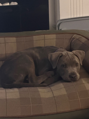 Blue brindle female staffy x puppy