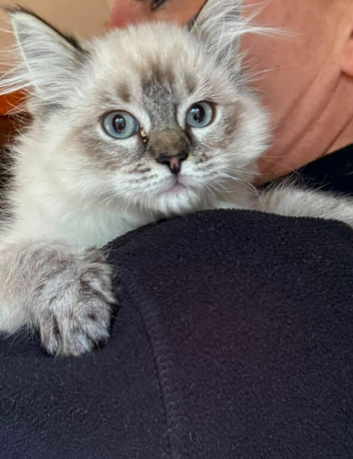 Beautiful ragdoll kittens ready now