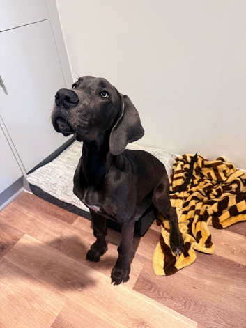 Great Dane female puppy