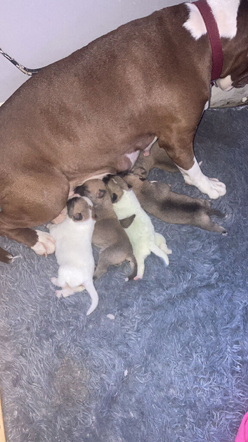 Bullkita puppies