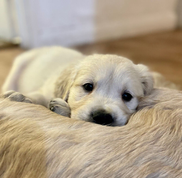 Retriever puppies - full health testing.