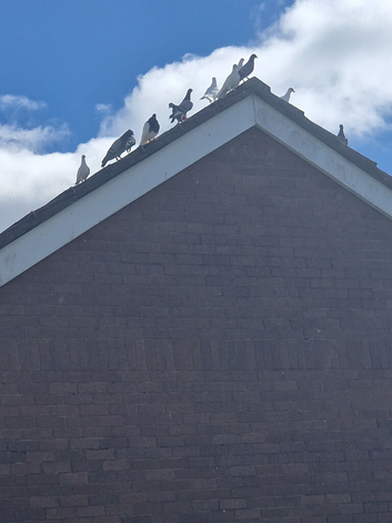 Homing pigeons &pound;3