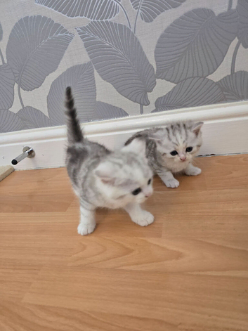 Persian x cross .  2 x Male kittens remaining from litter