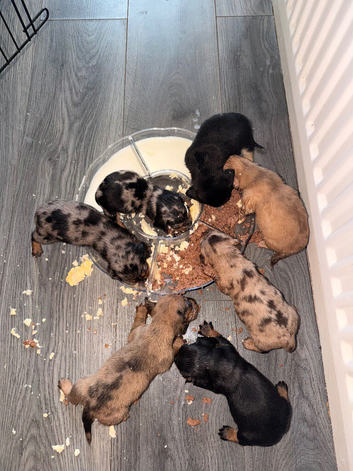 Gorgeous Miniature Dachshund Puppies