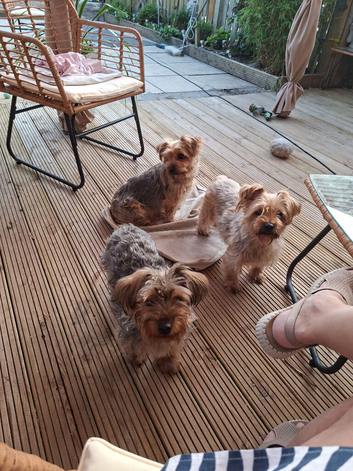 Yorkie puppy