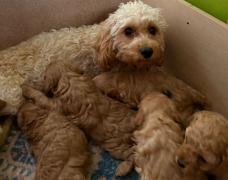 Cavapoo puppies