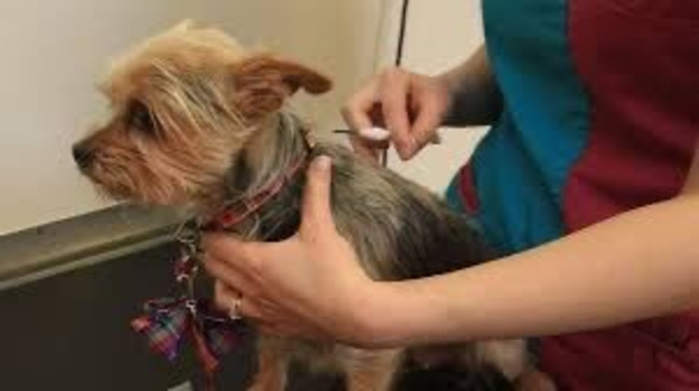 &pound;10 microchipping for all cats and dogs