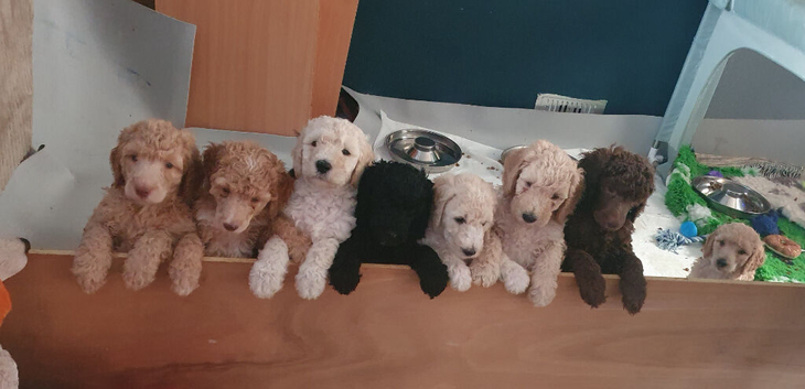 Standard poodle puppies kc registered