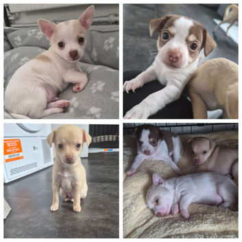3 beautiful chihuahua puppys