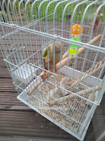 Pineapple conure