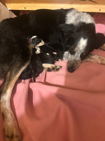 Border collies
