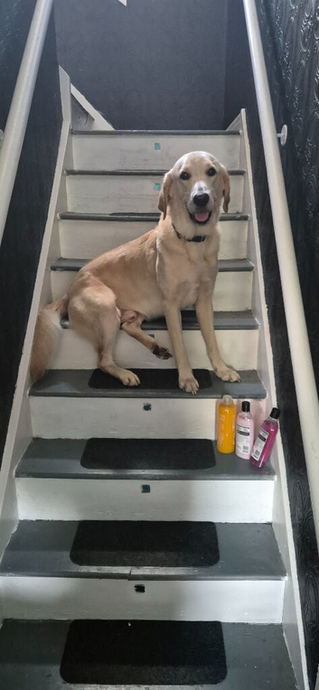 Labrador