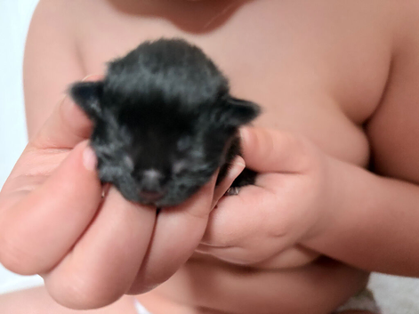 Beautiful kittens