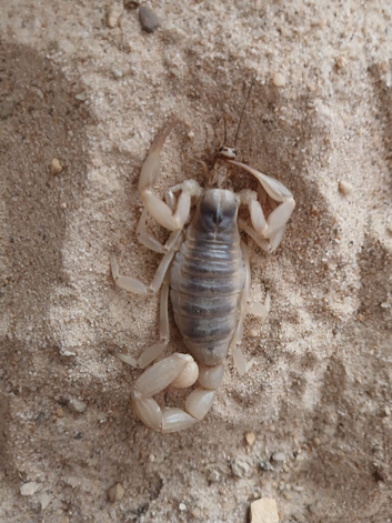 Desert hairy scorpion