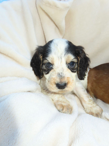 Beautiful Cocker Spaniel Puppies
