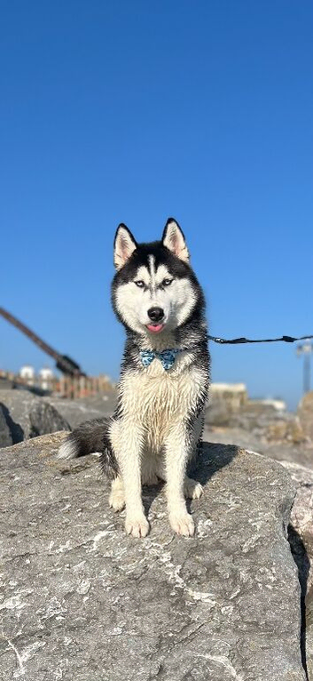 Beautiful Pedigree Siberian Husky Puppies &ndash; Born July 13th