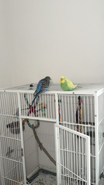2 budgies