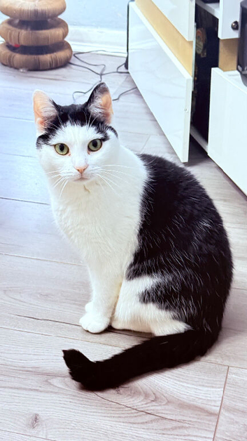 white and black longhair that needs rehousing!
