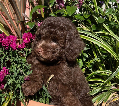 READY NOW!!!  Stunning Labradoodles (Miniature) From Health tested parents