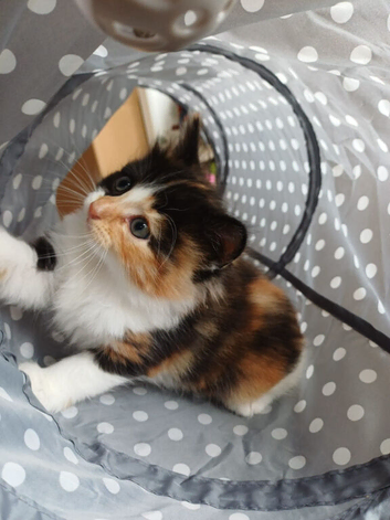 Black and white - boy  tortoise shell - female.           Black -   male.