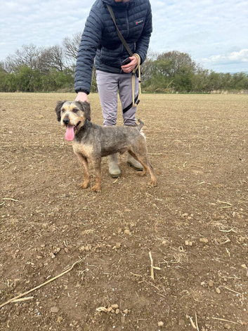 Wheaton terrier