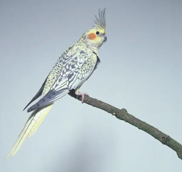 Pearl Cockatiels