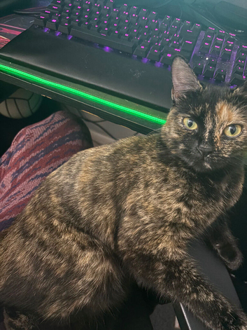 Cat for sale