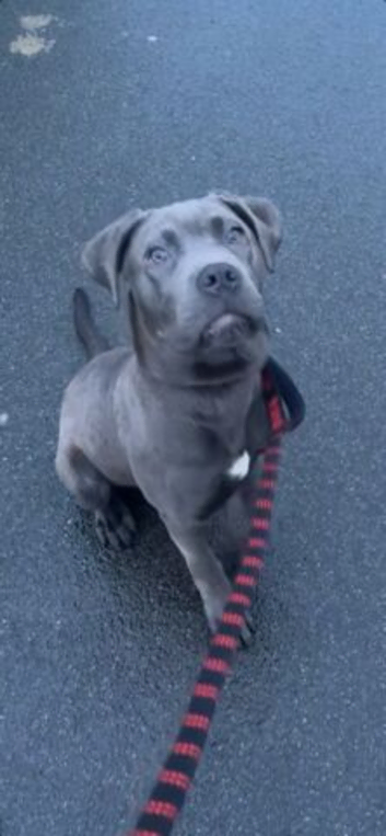 Cane Corso, Male