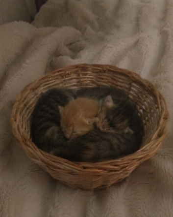 Kittens available for sale