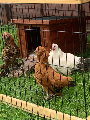 Millfleur Barbu d&rsquo;uccle cockerel