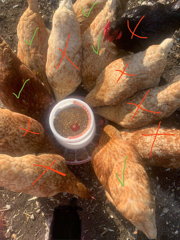 5 laying hens
