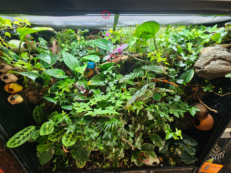 Selling pure breed mourning geckos - Loughborough