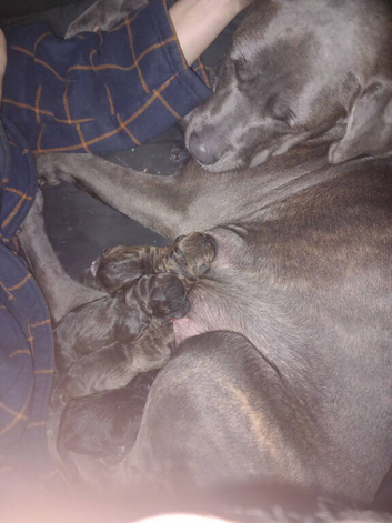 Cane corso x staffs