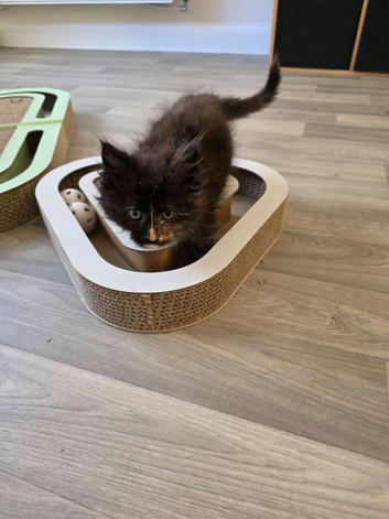 Russian maincoon female kitten