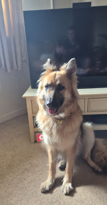 German Shepherd
