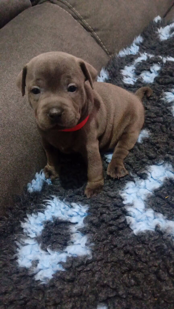 Gorgeous blue staffy pups
