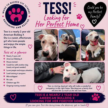 Could Tess be the missing piece of your family?